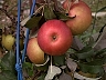 Honeycrisp.jpg 